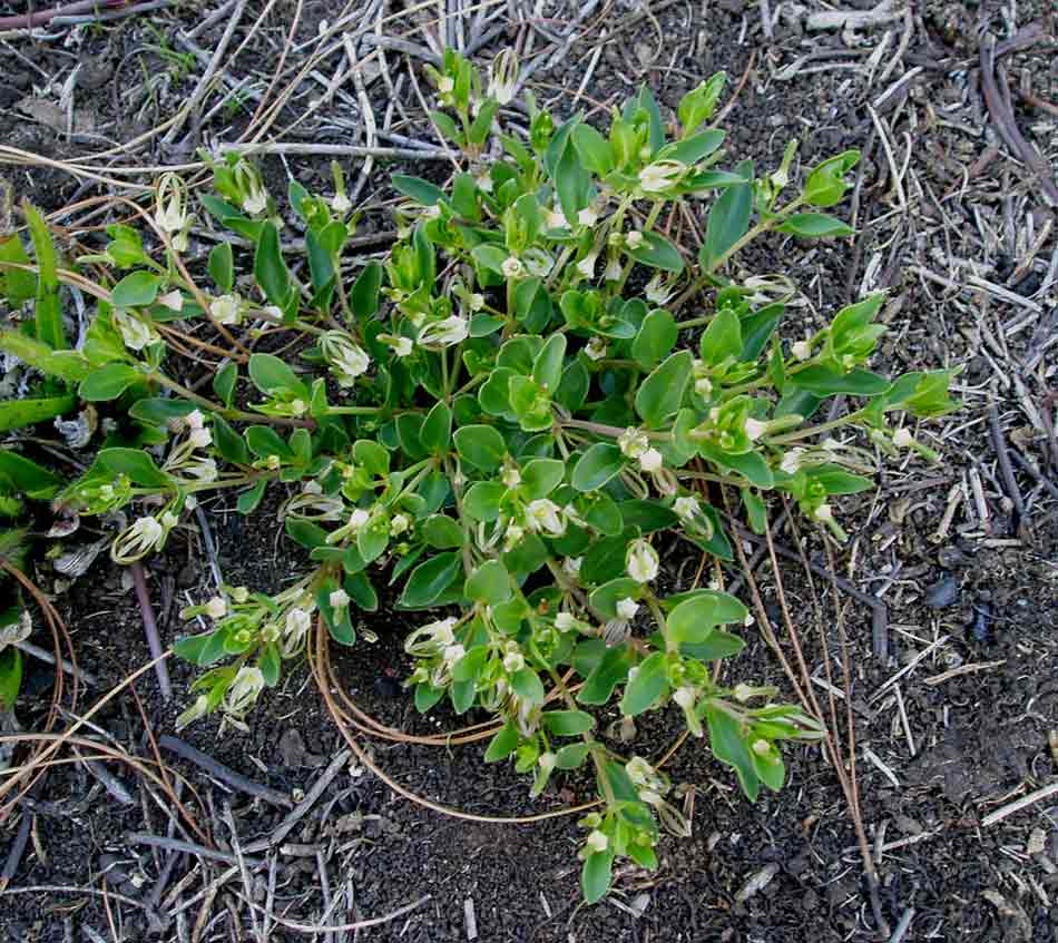 Ceropegia breviflora