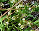 Ceropegia breviflora