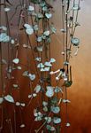 Ceropegia woodii