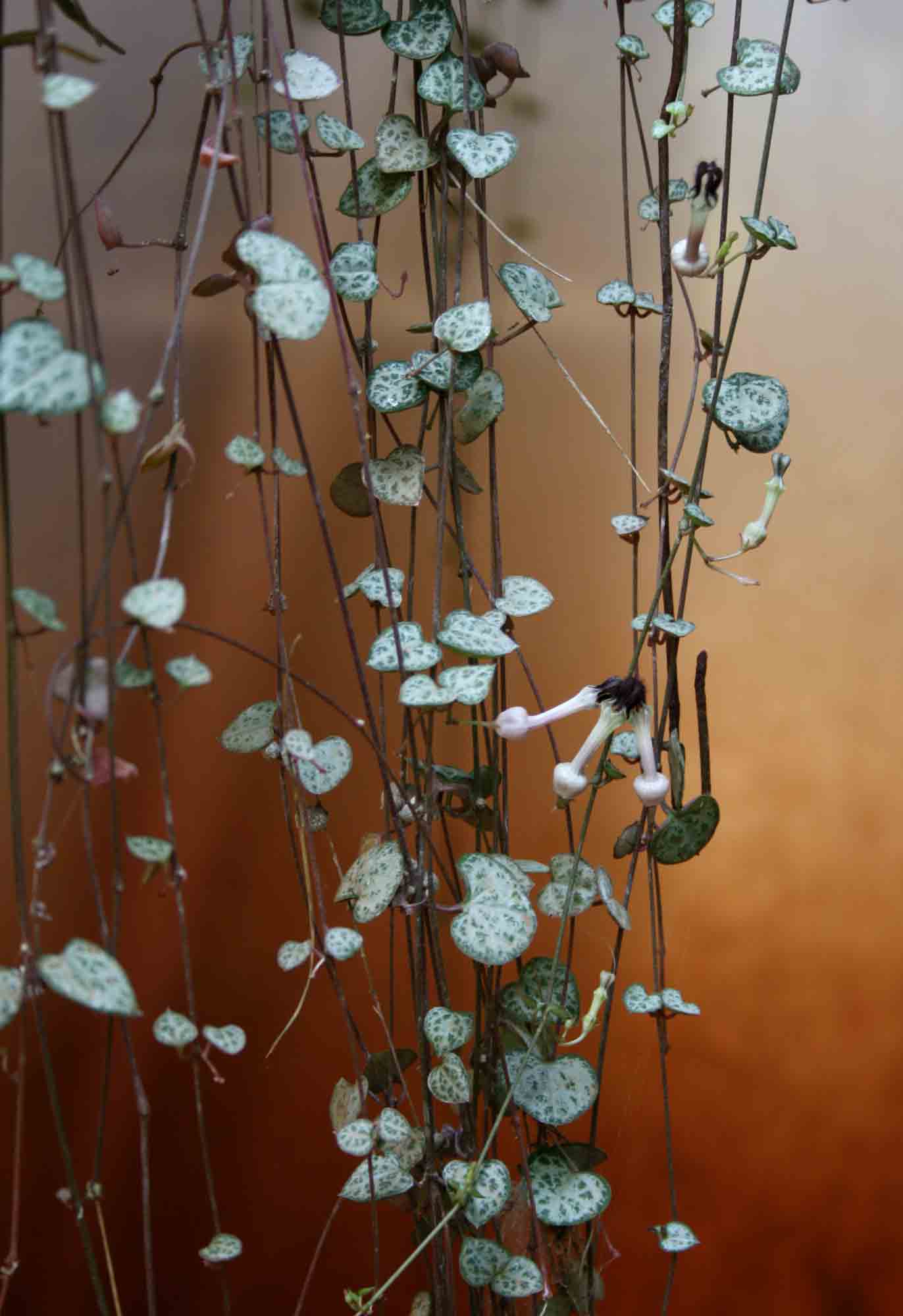 Ceropegia woodii