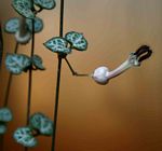 Ceropegia woodii