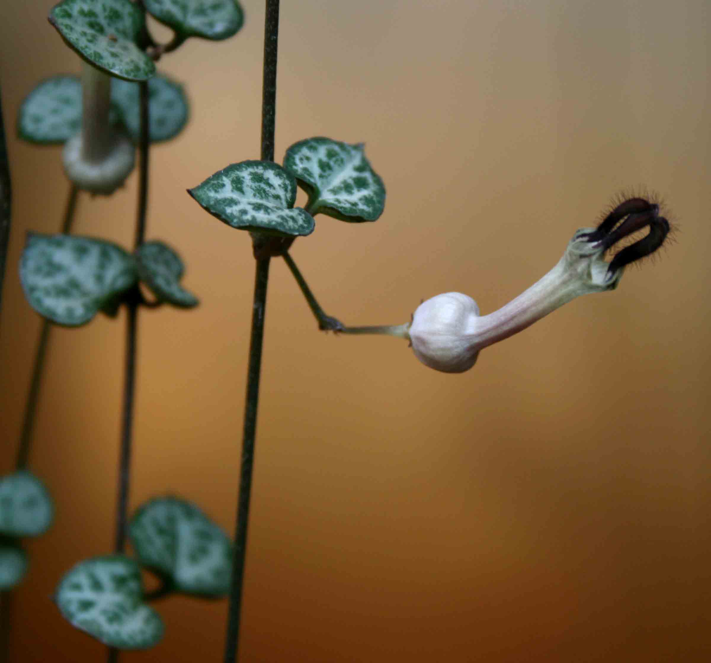 Ceropegia woodii