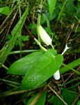 Ceropegia meyeri