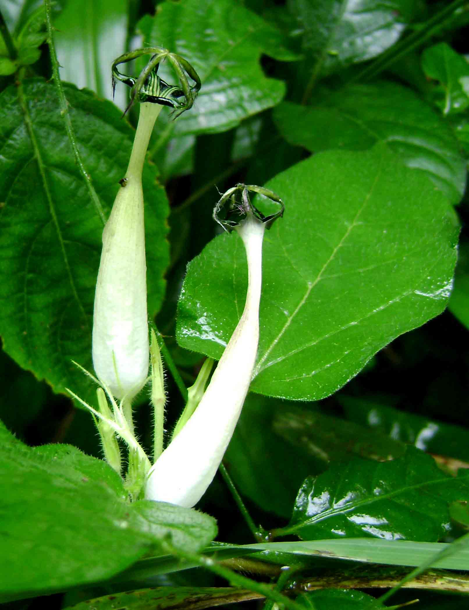 Ceropegia meyeri