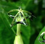 Ceropegia meyeri