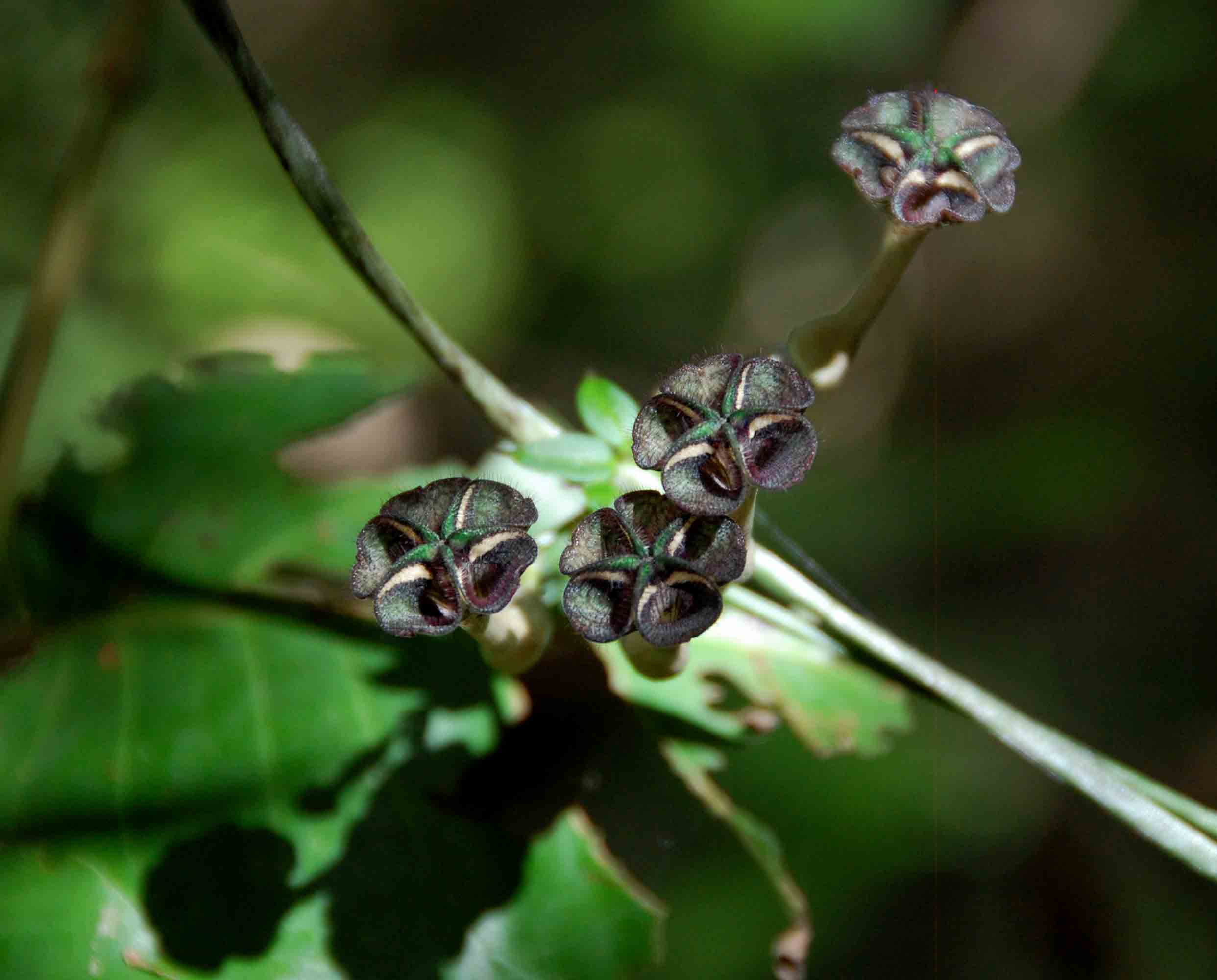Ceropegia nilotica