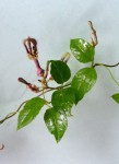 Ceropegia purpurascens