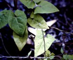 Ceropegia nephroloba