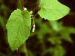 Ceropegia nephroloba