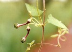 Ceropegia nephroloba