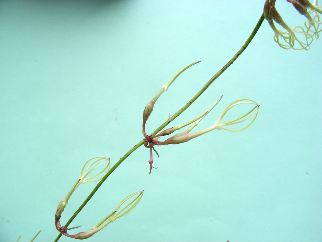 Ceropegia stenantha