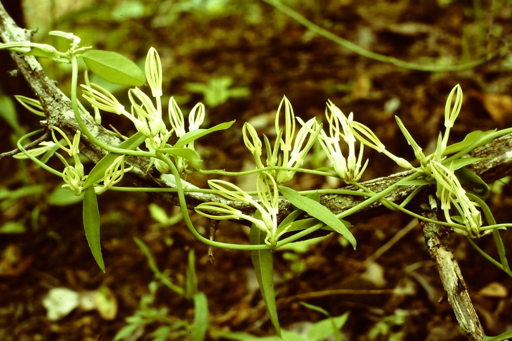 Ceropegia stenantha