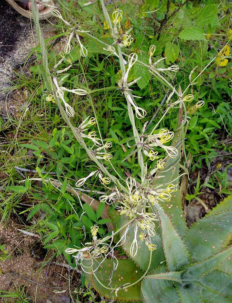 Ceropegia stenantha