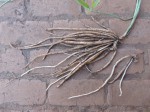 Ceropegia stenantha