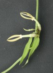 Ceropegia stenantha