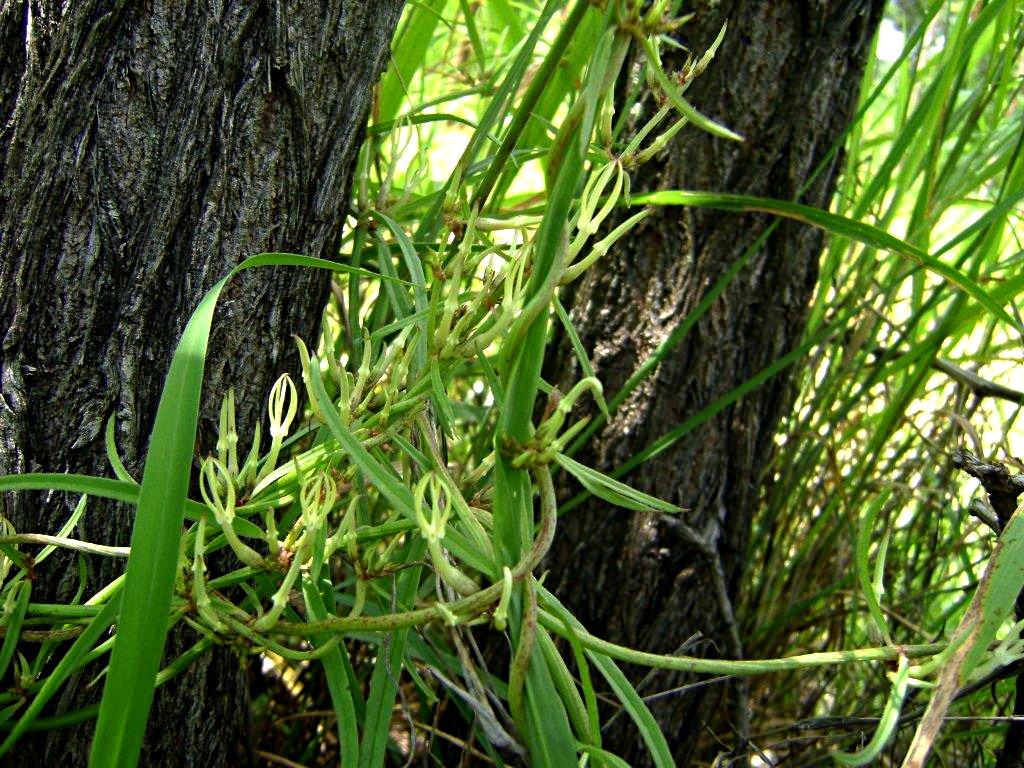 Ceropegia stenantha