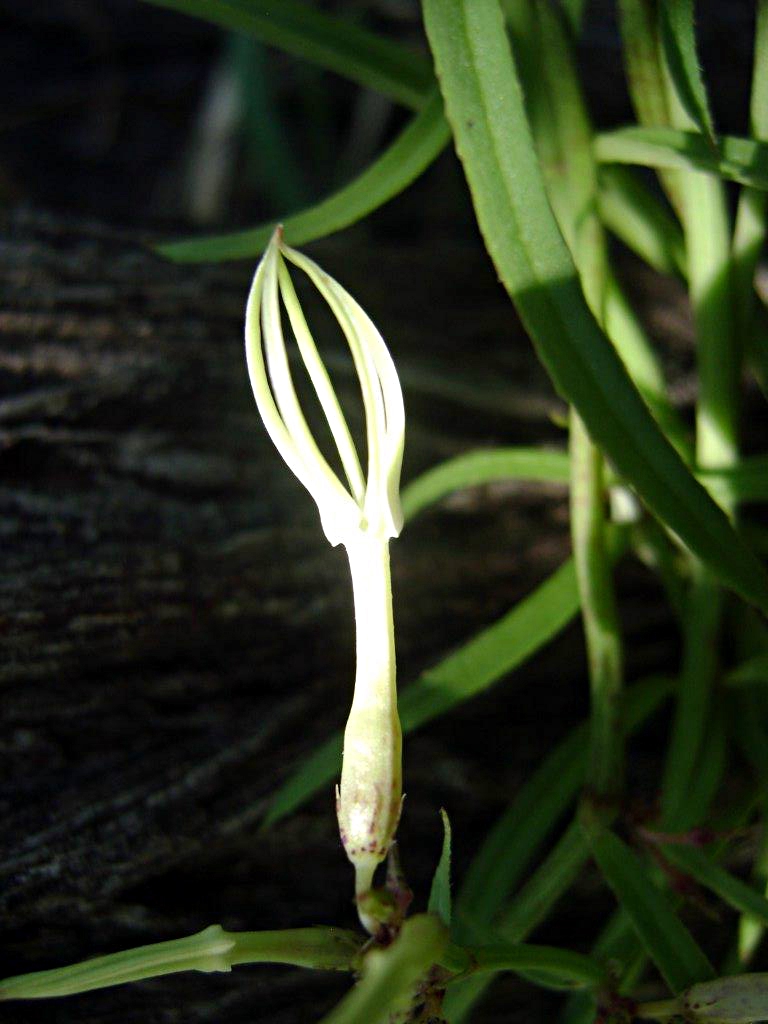 Ceropegia stenantha