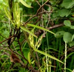 Ceropegia stenantha