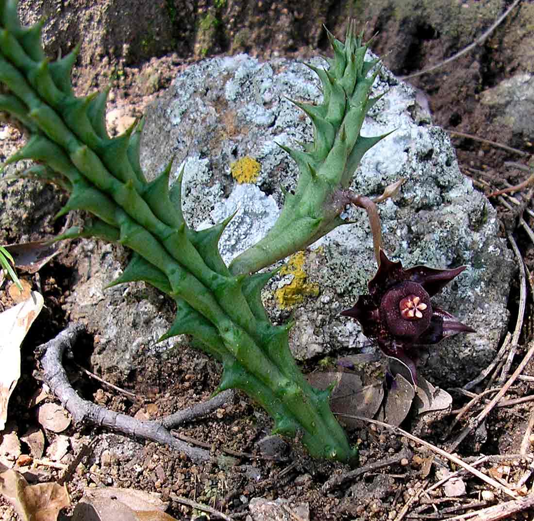 Duvalia polita var. polita
