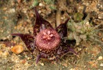 Duvalia polita var. polita