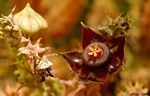Duvalia polita var. polita