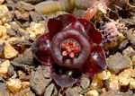 Duvalia polita var. polita