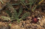 Duvalia polita var. polita