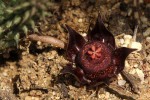 Duvalia polita var. polita