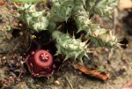 Duvalia polita var. polita