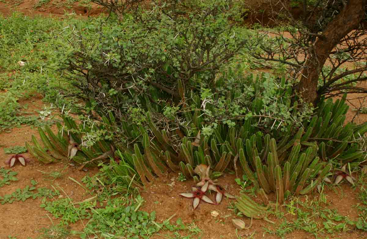 Stapelia getliffei