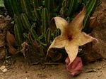 Stapelia gigantea