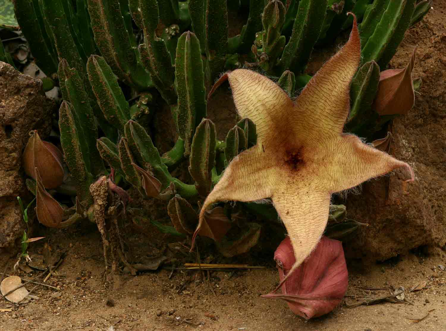 Stapelia gigantea