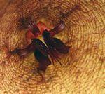 Stapelia gigantea