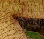 Stapelia gigantea