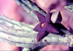 Stapelia kwebensis