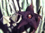 Stapelia kwebensis