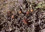 Orbea umbracula