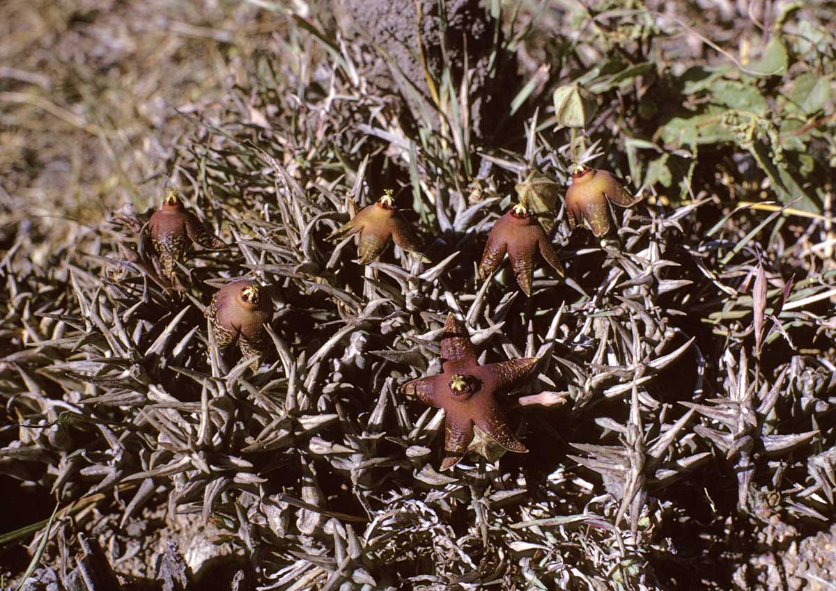 Orbea umbracula