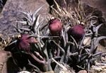 Orbea umbracula