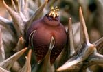 Orbea umbracula