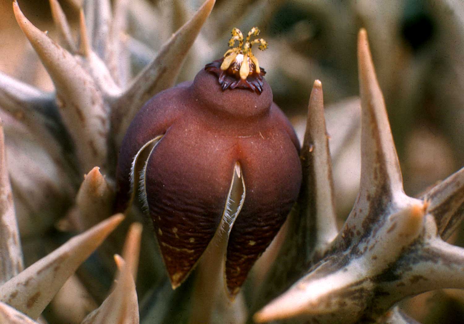 Orbea umbracula