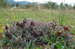 Orbea umbracula