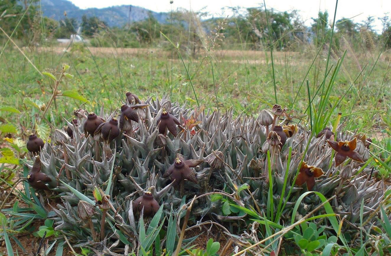 Orbea umbracula