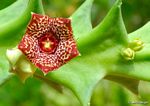 Orbea carnosa subsp. keithii