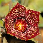 Orbea carnosa subsp. keithii