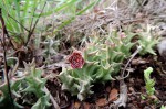 Orbea carnosa subsp. keithii