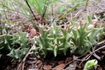 Orbea carnosa subsp. keithii