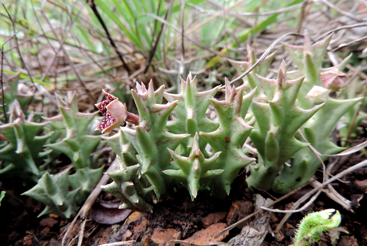 Orbea carnosa subsp. keithii