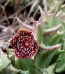 Orbea carnosa subsp. keithii