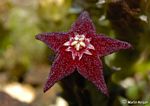 Australluma ubomboensis